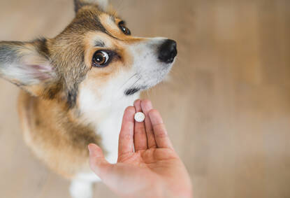 Humane geneesmiddelen, niet voor honden?